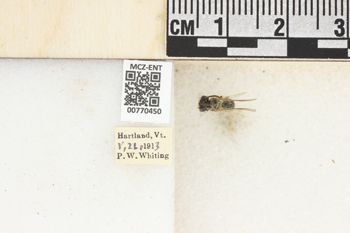 Media type: image;   Entomology 770450 Aspect: Labels